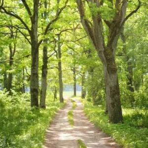 Ebook: Paganismo, Wicca e Bruxaria – Tradições, Magia e Conexão Espiritual